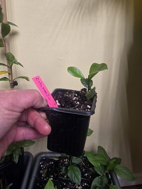Calamondin Orange Tree Seedling Live Plant, Well Rooted ~4 Inch Tall